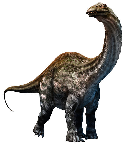 Apatosaurus stock photo