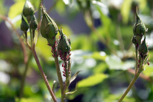 Aphids on roses, pests damage the plant. Adobe RGB color space.