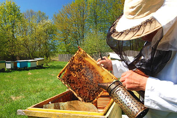 Apiarist working in his apiary in the springtime stock photo
