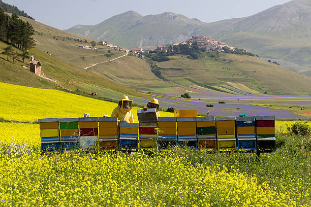 Apiarists checking the hives on the blossoming rapeseed field stock photo