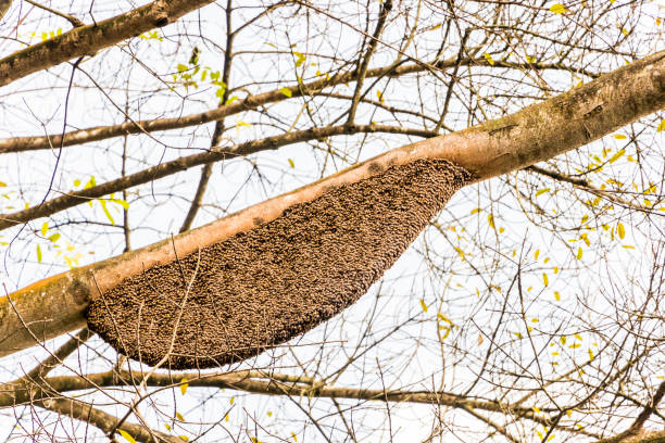 Apis dorsata giant honey bee nest Perdana Botanical Gardens, Malaysia. Apis dorsata giant honey bee nest in the Perdana Botanical Gardens Lake Gardens in Kuala Lumpur, Malaysia. perdana botanical garden stock pictures, royalty-free photos & images