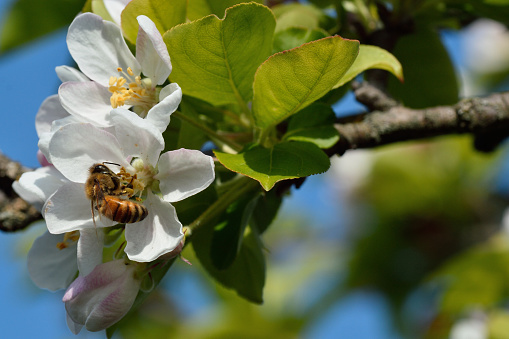 Apis Mellifera Ape Su Fiori Di Melo Selvatico Stock Photo Download Image Now Istock