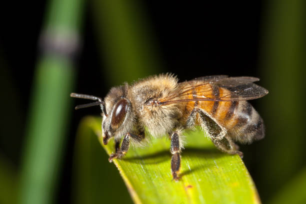 Apis mellifera western honey bee european on leaf stock photo