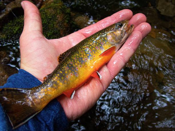 Appalachian Brook Trout A beautiful backcountry Brook Trout caught on an early fall hike. brook trout stock pictures, royalty-free photos & images