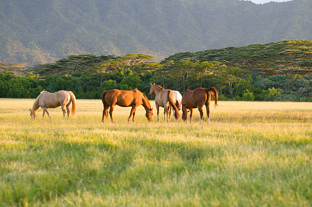 Appaloosa horses stock photo