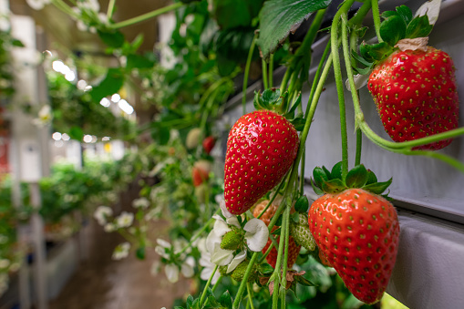 Appetizing strawberries growing in a garden or modern vertical farm