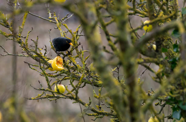 Photo of Apple being eaten by a blackbird in winter