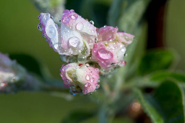 Apple Blossom Bud Shot with Dew on the Petals stock photo