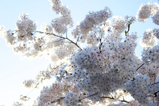 Apple Blossoms II stock photo