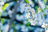 istock Apple blossoms on a tree 1302652371