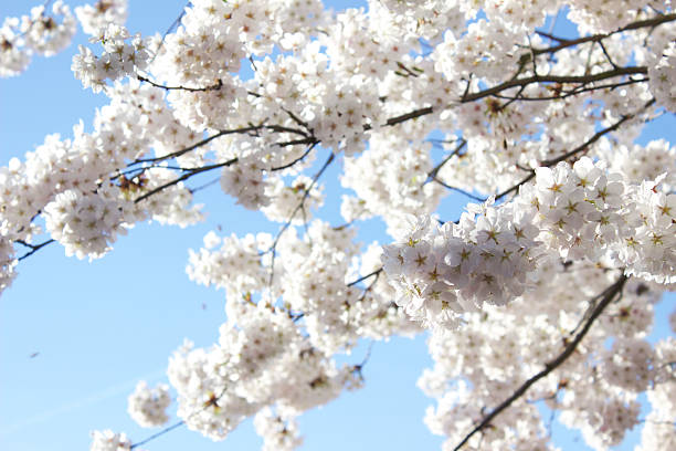 Apple Blossoms stock photo