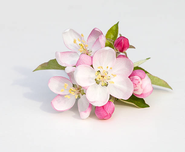 apple blossoms - appelbloesem stockfoto's en -beelden