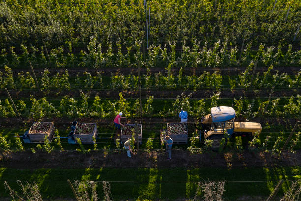 Apple Harvest, Aerial View Aerial view of farmers harvesting apples in autumn. Tractor with trailers full of apples stands between rows of apple trees, Malopolska Province, Poland. orchard stock pictures, royalty-free photos & images