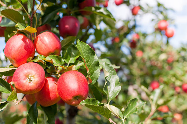 Apple harvest stock photo