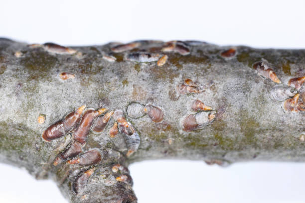 Apple mussel scale or oystershell scale (Lepidosaphes ulmi) is a invasive insect, pest of trees in orchards and others. Parasitized by a tiny  parasitic wasp from Aphelinidae family – Aphytis. stock photo