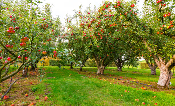 apple on trees in orchard in fall season - boomgaard stockfoto's en -beelden