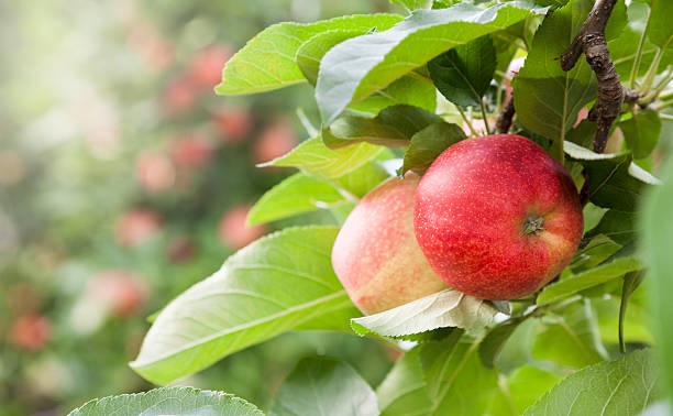 apple orchard at harvest time red apples on branch in an orchard at harvest time. Two ripe apples are in the foreground with defocused background. apple orchard stock pictures, royalty-free photos & images