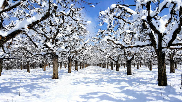 apple orchard covered with snow, stock photo