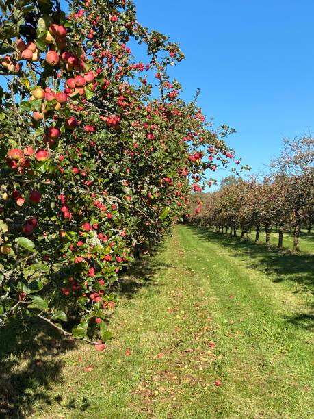Apple orchard for Cider making in Dorset. stock photo
