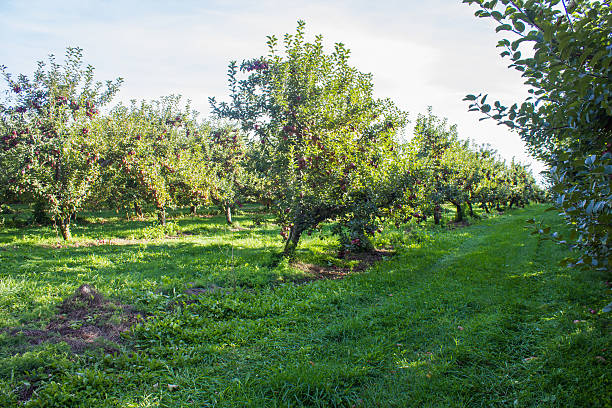Apple Orchard stock photo