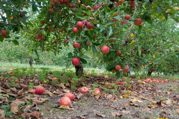 apple-orchard-with-ripe-red-apples-hanging-on-trees-picture-id1143611844