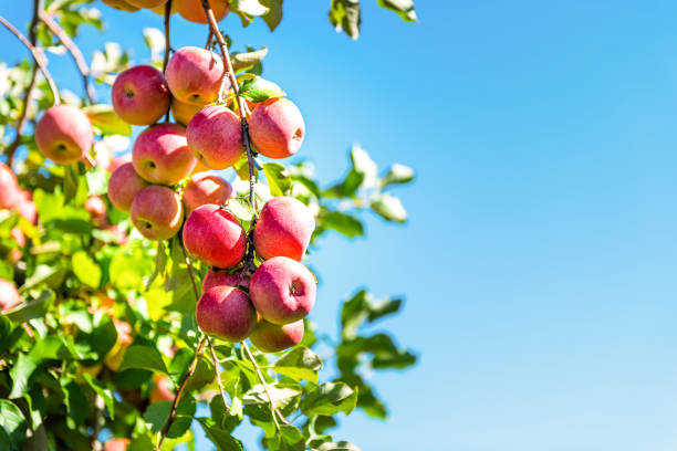 Apple orchard with tree branch closeup of pink lady fruit bunch hanging in garden in autumn fall farm countryside in Virginia, USA isolated with green leaves blue sky stock photo