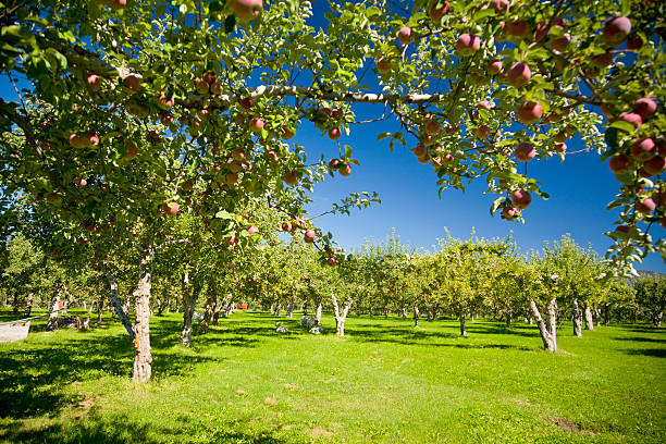 Apple Orchards Fresh apples growing on a tree in an orchard. apple orchard stock pictures, royalty-free photos & images