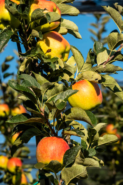 apple plantation, espalier fruit stock photo