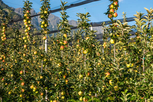 apple plantation in south tyrol, italy stock photo