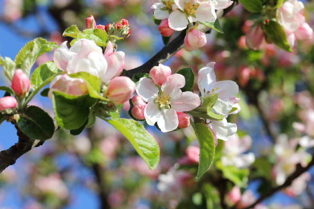 Apple tree blooming flower in the spring stock photo