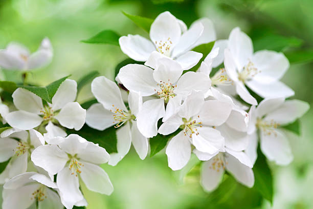 apple tree blossom - appelbloesem stockfoto's en -beelden