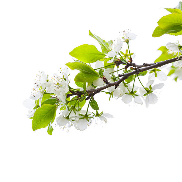 Apple tree branch with flowers isolated on white Apple tree branch with white flowers isolated on white background, square photo with selective focus apple blossom stock pictures, royalty-free photos & images