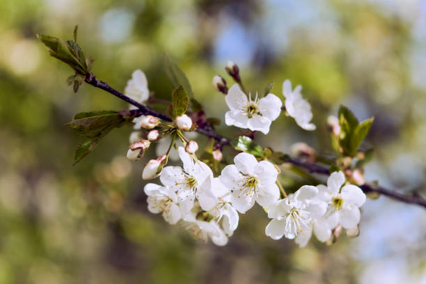 Apple tree buds and flowers. Blooming of a Patagonian apple tree in spring. stock photo