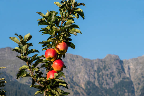 apple tree, espalier fruit before mountain stock photo