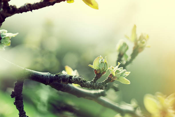apple tree in spring spring apple tree in morning sun bud stock pictures, royalty-free photos & images
