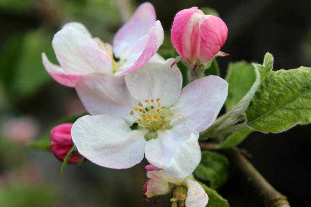 Apple tree Malus domestica, close-up of spring blossom stock photo