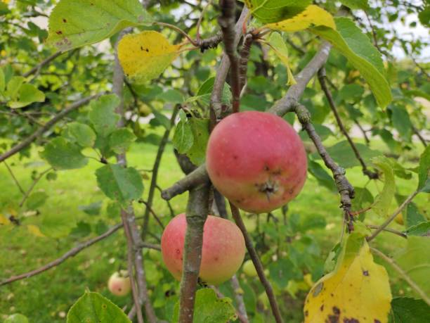 Apple tree stock photo