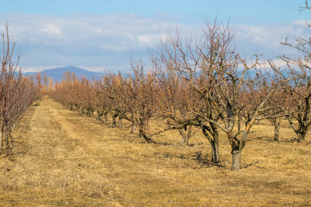 Apple tree plantation, garden of the apple stock photo