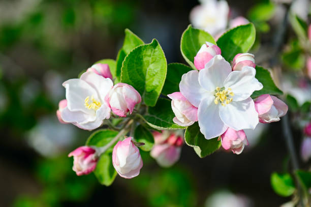 appelboom met mooie lente bloemen op een natuurlijke achtergrond. - bloesem stockfoto's en -beelden