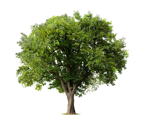 Photo of Apple tree without flowers or fruit, isolated on white