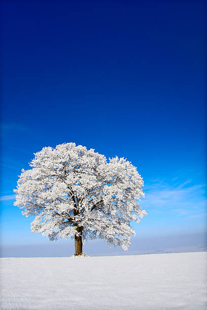 Apple Winter Tree stock photo