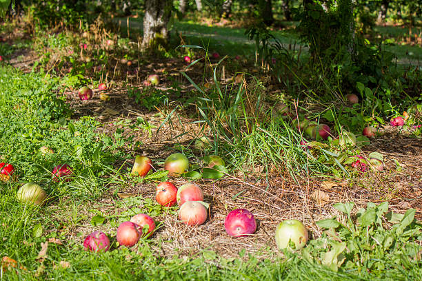 Apples Beneath a Tree stock photo