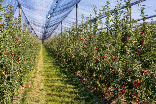 Apples field stock photo