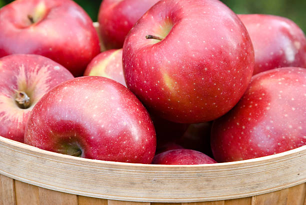 Apples in a Basket stock photo