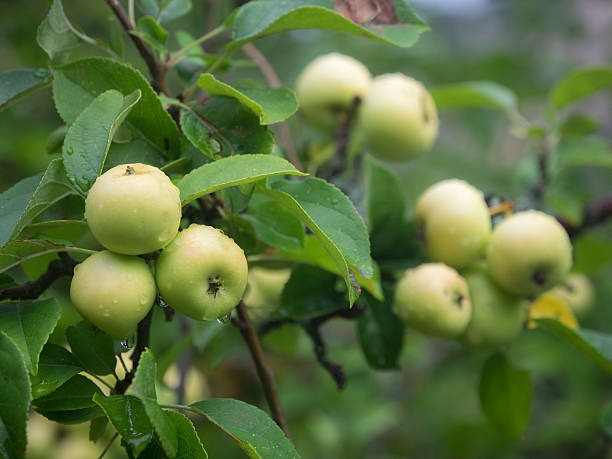Apples on tree branch stock photo