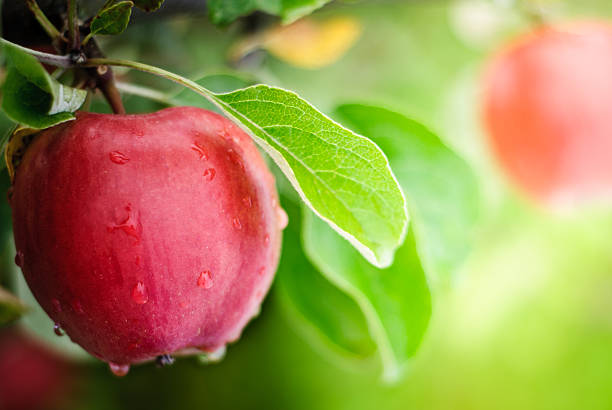 Apples with water dripping on them A close up of an apple growing in Washington State. apple fruit stock pictures, royalty-free photos & images