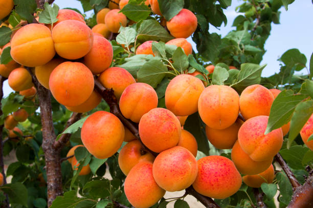 apricot tree and sky stock photo