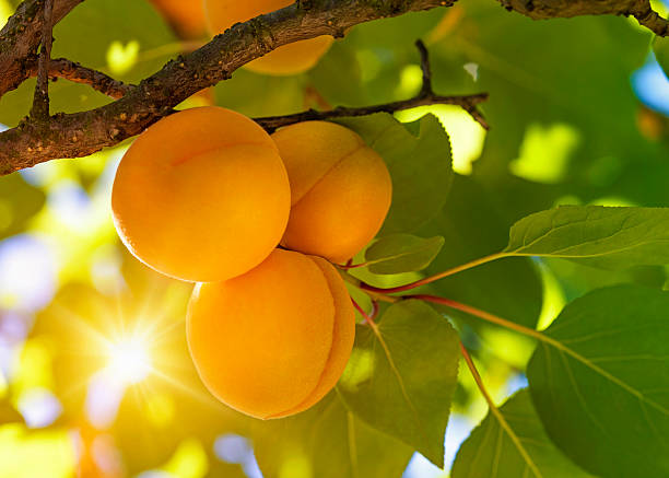 Apricot tree with fruits Apricot tree with fruits growing in the garden apricot stock pictures, royalty-free photos & images