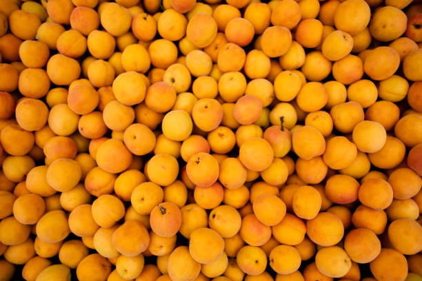Apricots stock photo