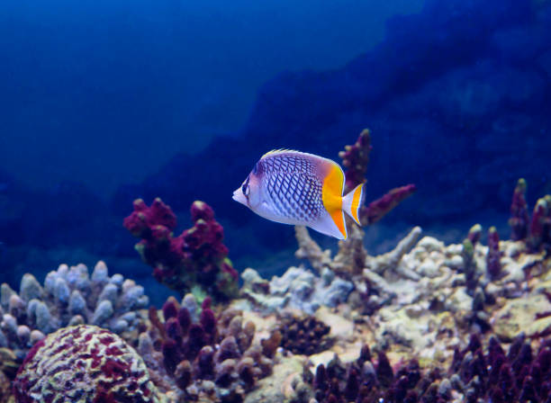 pesce d'acquario mertens - mertens foto e immagini stock